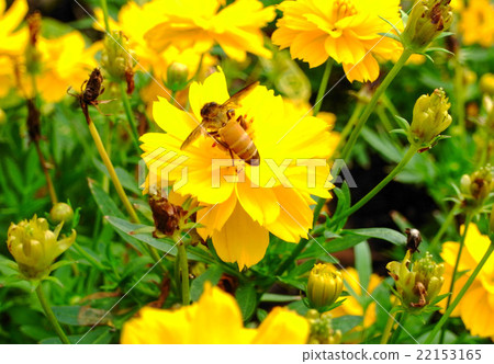 Bee on yellow flower 22153165