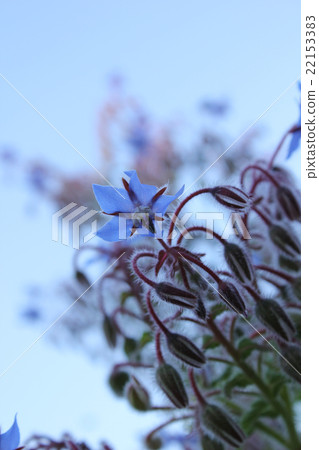 自治市鎮的鮮花 22153383