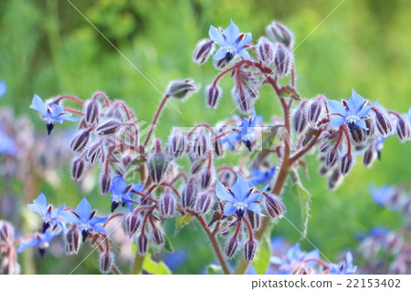 Borough of flowers Borough of flowers 22153402