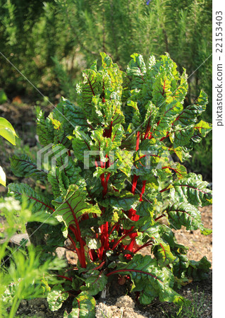 Swiss Chard 22153403