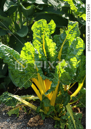 Swiss Chard 22153404