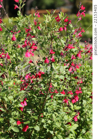 櫻桃鼠尾草 22153405