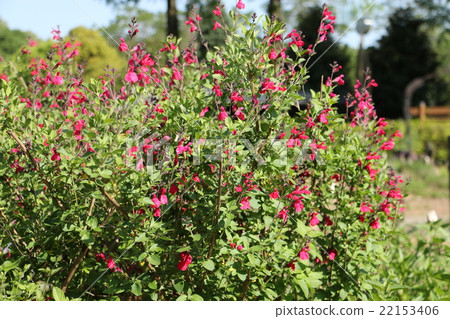 櫻桃鼠尾草 22153406