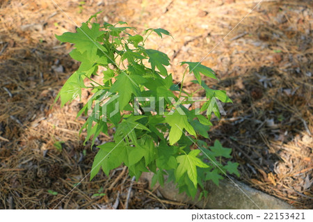 Momigiba fut年輕樹 22153421