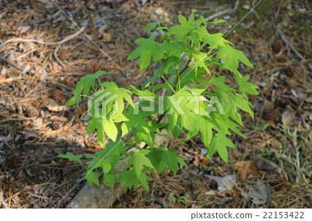 Momigiba fut年輕樹 Momigiba fut年輕樹 22153422