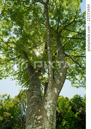forest trees nature green sunlight backgrounds. forest trees nature green sunlight backgrounds. 22153484