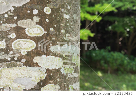 Old tree trunk detail texture Old tree trunk detail texture 22153485