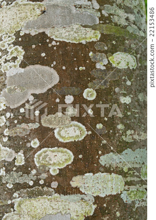 Old tree trunk detail texture Old tree trunk detail texture 22153486