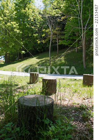 Stump of a cut tree in park Stump of a cut tree in park 22153487