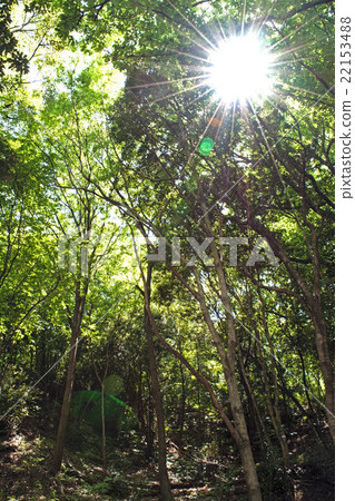 forest trees nature green sunlight backgrounds. forest trees nature green sunlight backgrounds. 22153488