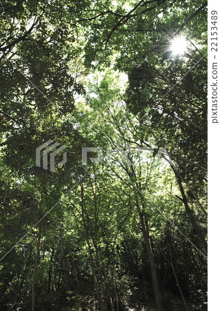 forest trees nature green sunlight backgrounds. forest trees nature green sunlight backgrounds. 22153489