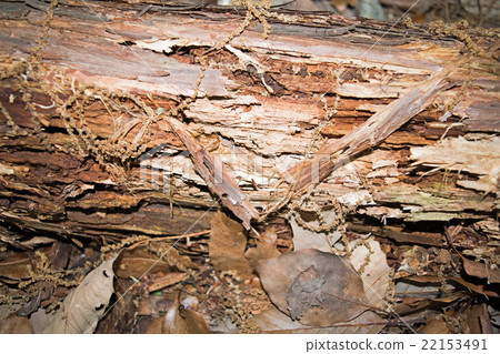 Old tree trunk detail texture Old tree trunk detail texture 22153491