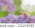 Hydrangea and a snail 22153585