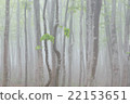 Fog beech forest 22153651