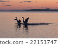 Swimming of swans on swan 22153747