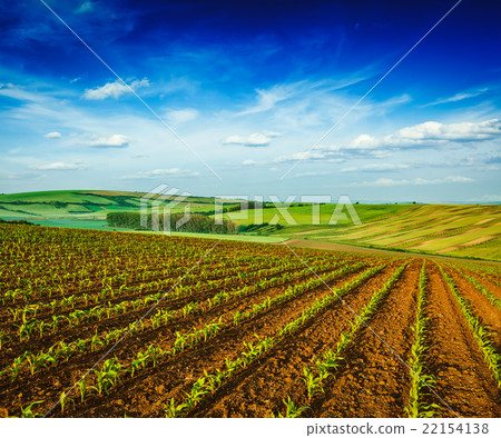 Rolling fields of Moravia Rolling fields of Moravia 22154138