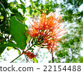 Ixora Red Flowers against green leaves & sunlight 22154488