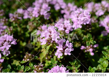  Ibuki mushroom · Ibuki Suka grass flower 22155014