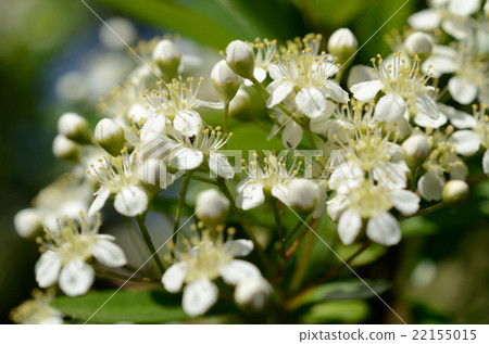 Himalaya Joban Joboshi · Himalaya Tokiwa Hawthorn flowers 22155015