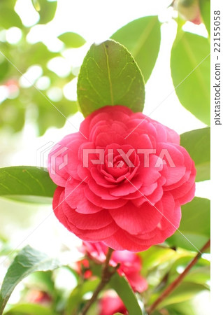 山茶花菊花9 22155058
