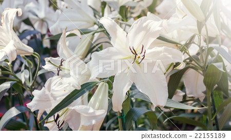 Beautiful white lily in the garden, vintage style. 22155189
