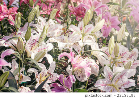lily flower for background, vintage style. lily flower for background, vintage style. 22155195