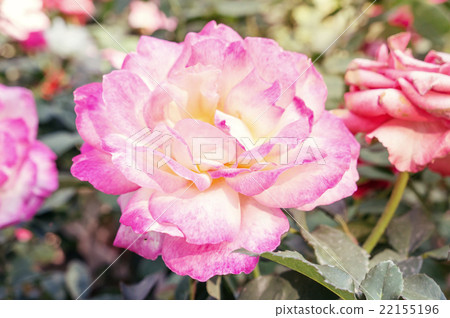 vintage style picture of pink rose. 22155196