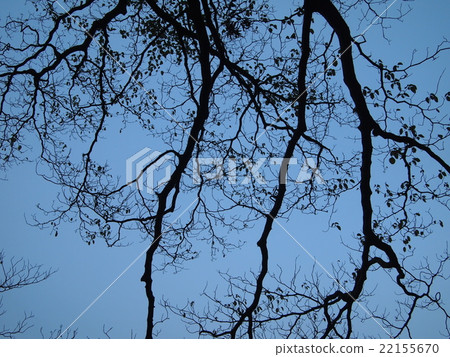 一棵樹 一棵樹 22155670