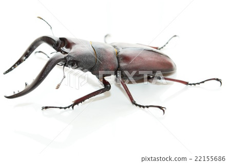 Domestic sawdust swallow white back 22155686