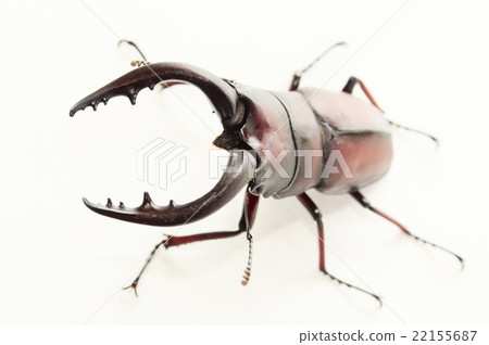 Domestic sawdust swallow white back 22155687