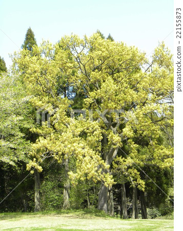 The big tree of Enoki whose male flowers are blooming blooming The big tree of Enoki whose male flowers are blooming blooming 22155873