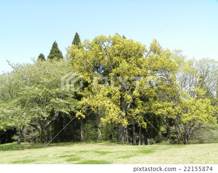 The big tree of Enoki whose male flowers are blooming blooming 22155874