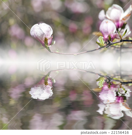 Bloomy magnolia tree with big pink flowers Bloomy magnolia tree with big pink flowers 22156416