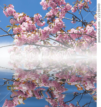 Sakura Flower or Cherry Blossom With Beautiful 22156440