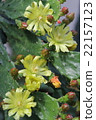 Tanushiwa花 22157123