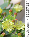 Tanushiwa花 22157124