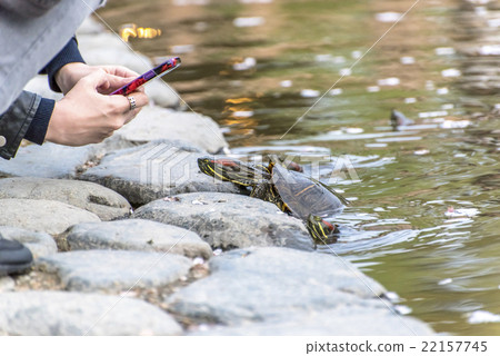 fed turtle fed turtle 22157745