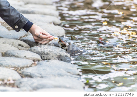 fed turtle fed turtle 22157749