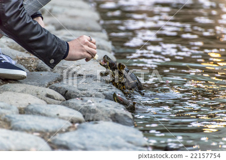 fed turtle fed turtle 22157754