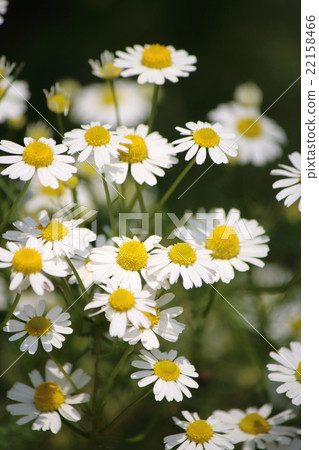 Chamomile 22158466