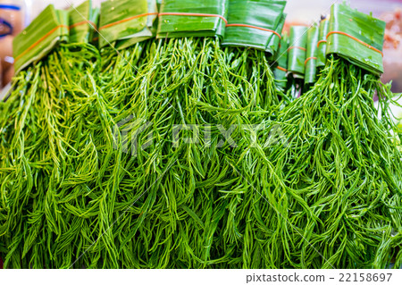 Senegalia pennata, Cha-om placed in thai market 22158697