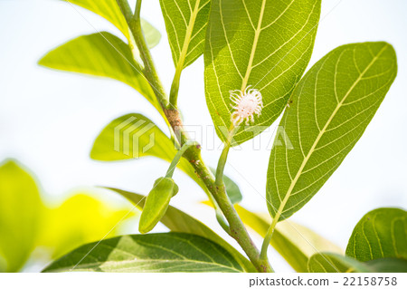 Mealybug, Pseudococcus sp. on custard apple leaf 22158758