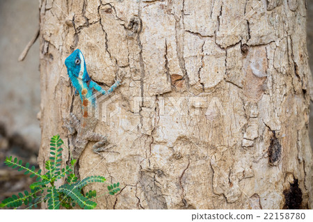 Blue-crested Lizard 22158780