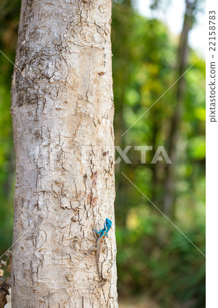 Blue-crested Lizard 22158783