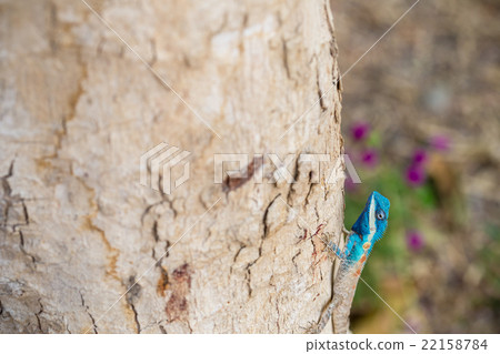 Blue-crested Lizard 22158784