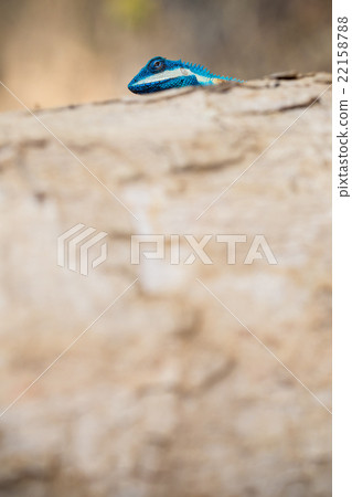 Blue-crested Lizard Blue-crested Lizard 22158788