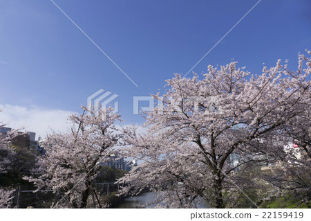 Cherry blossoms in Tokyo Outer moat park New Mitsuke moat Newly discovered bridge Chiyoda Ward Cherry blossoms in Tokyo Outer moat park New Mitsuke moat Newly discovered bridge Chiyoda Ward 22159419