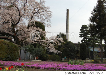 Tomioka Silk crawl and cherry blossoms and chimney 22159534