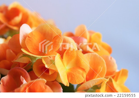 Orange's Baconia 22159555