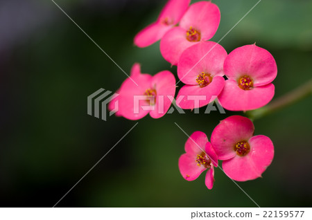 Hanakilin Hanakilin 22159577